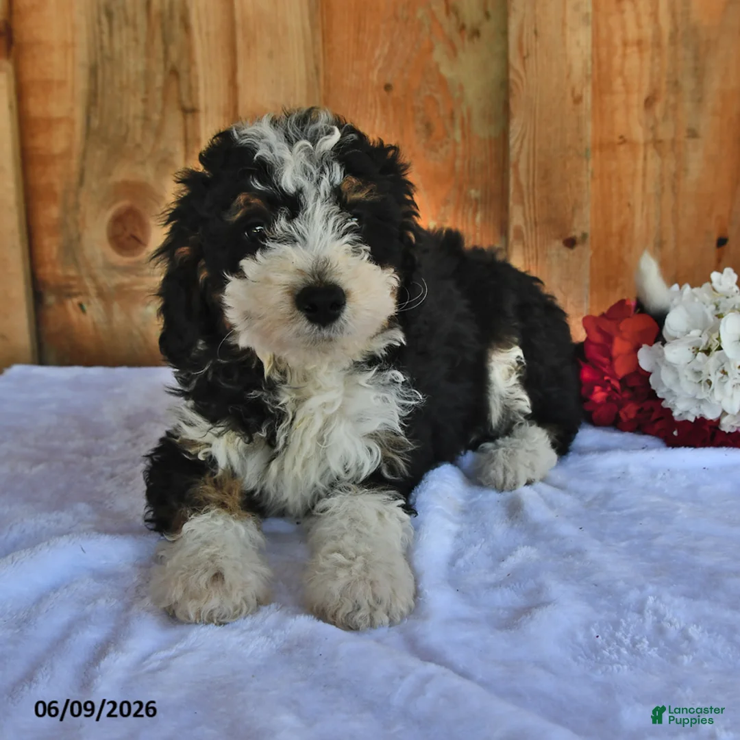 Bernedoodle dogs for sale: Oscar - Ad 5