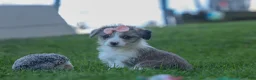 Corgipoo dogs for sale: NAOMI - Ad 3