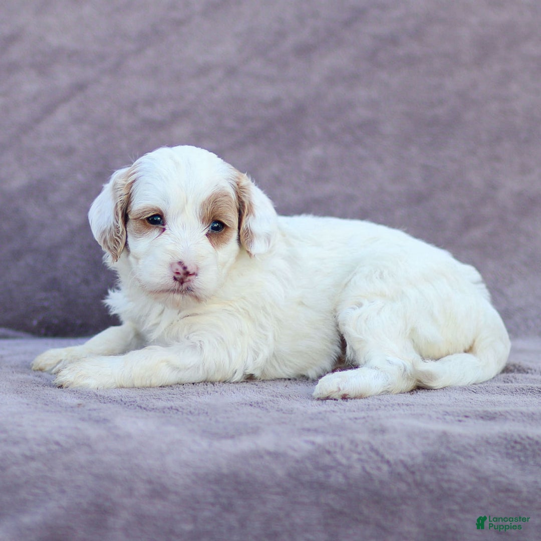 Goldendoodle dogs for sale: Odette - Ad 12