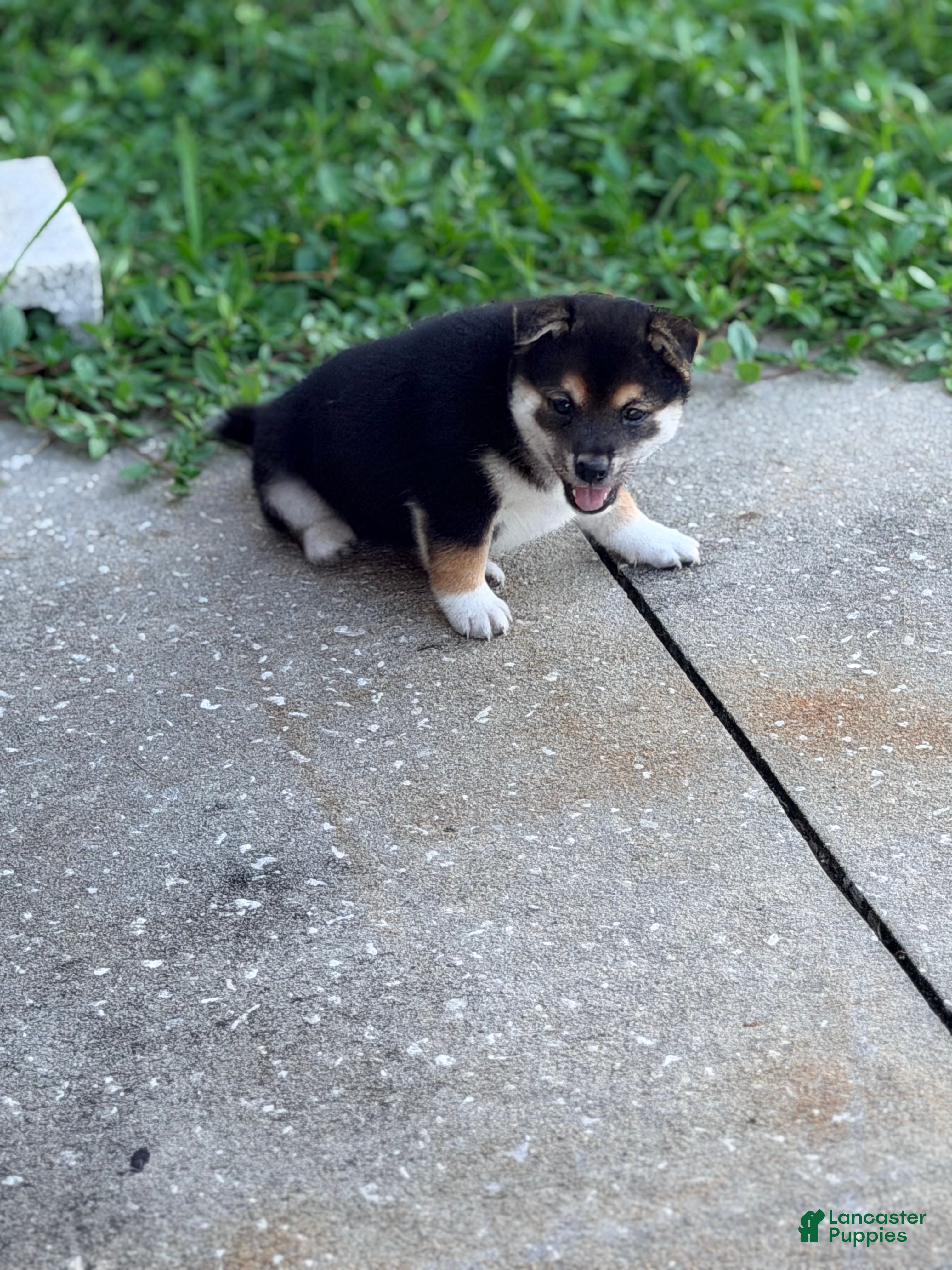 Shiba Inu dogs Shiba Inu 3 - Ad 2