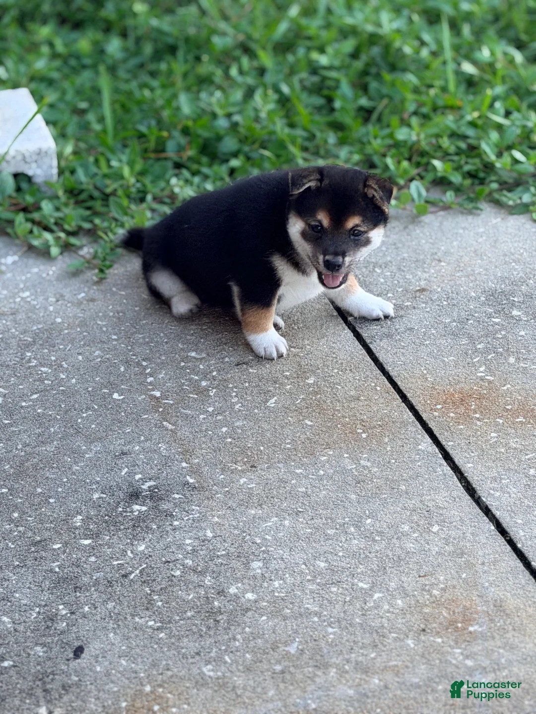Shiba Inu dogs for sale: Shiba Inu 3 - Ad 2