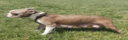Frenchton dogs for sale: Tank - Ad 4