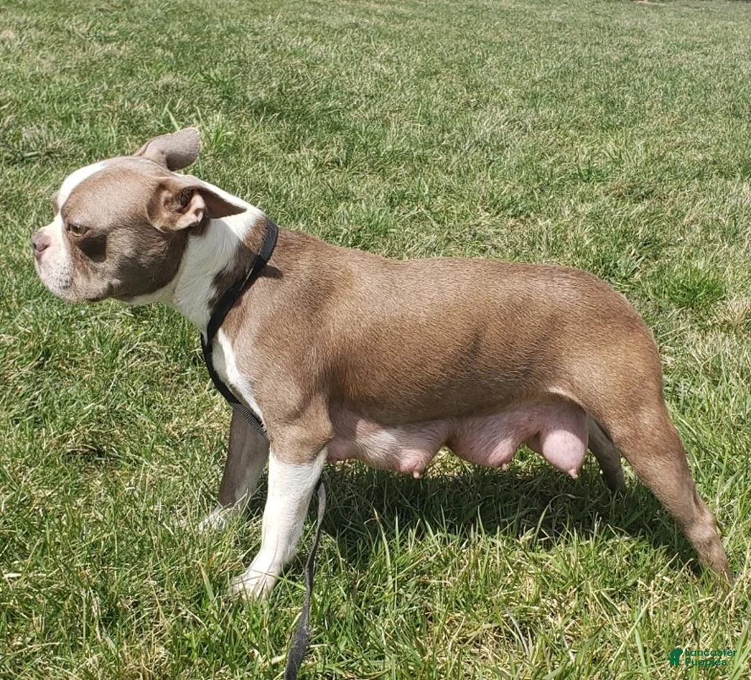 Frenchton dogs for sale: Tank - Ad 4
