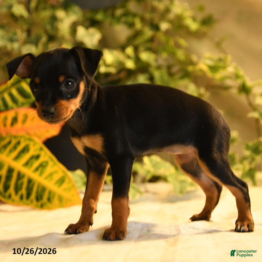 Miniature Pinscher dogs for sale: Dixie - Ad 2