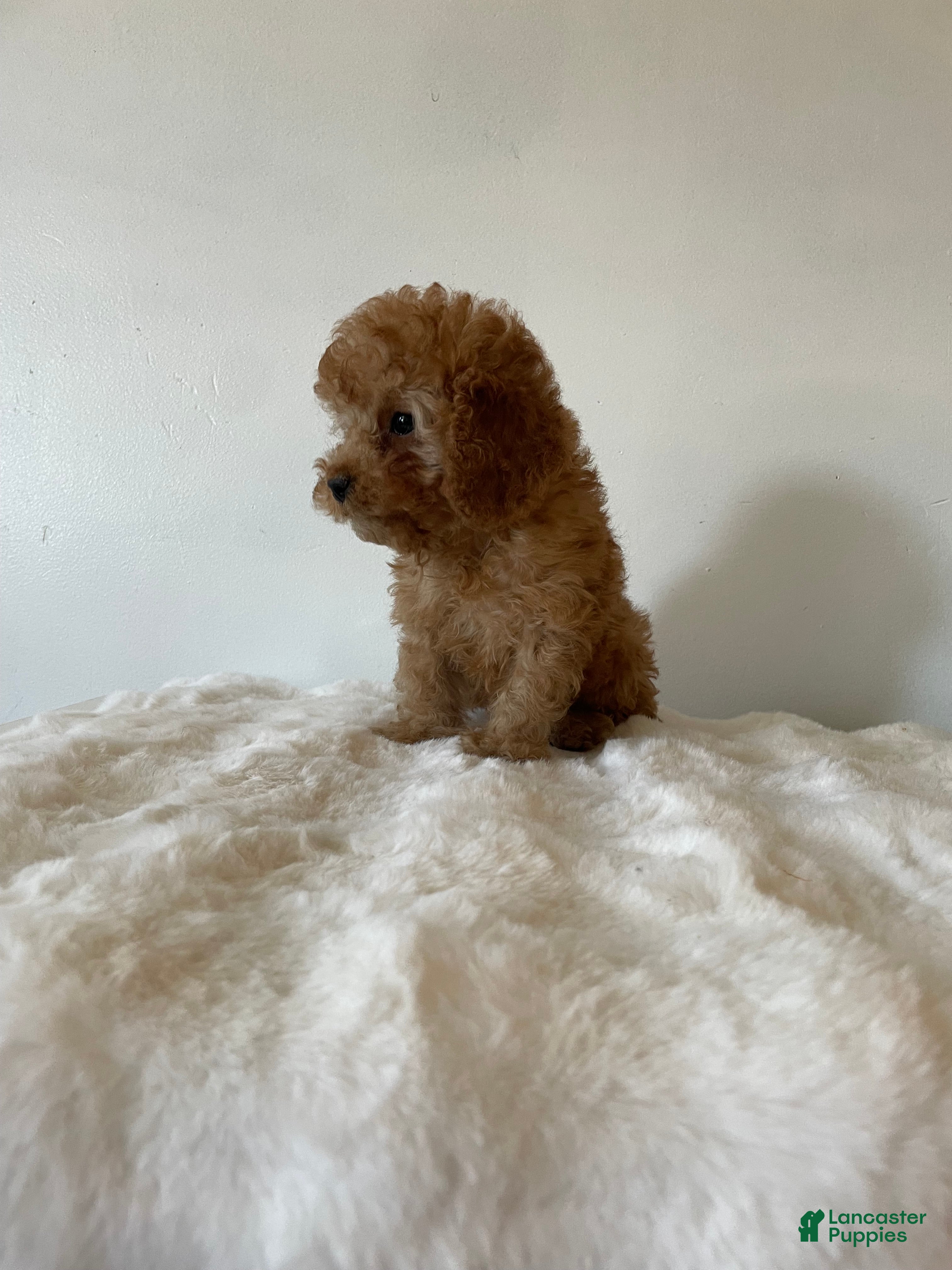 Toy Poodle dogs Muffin - Ad 2