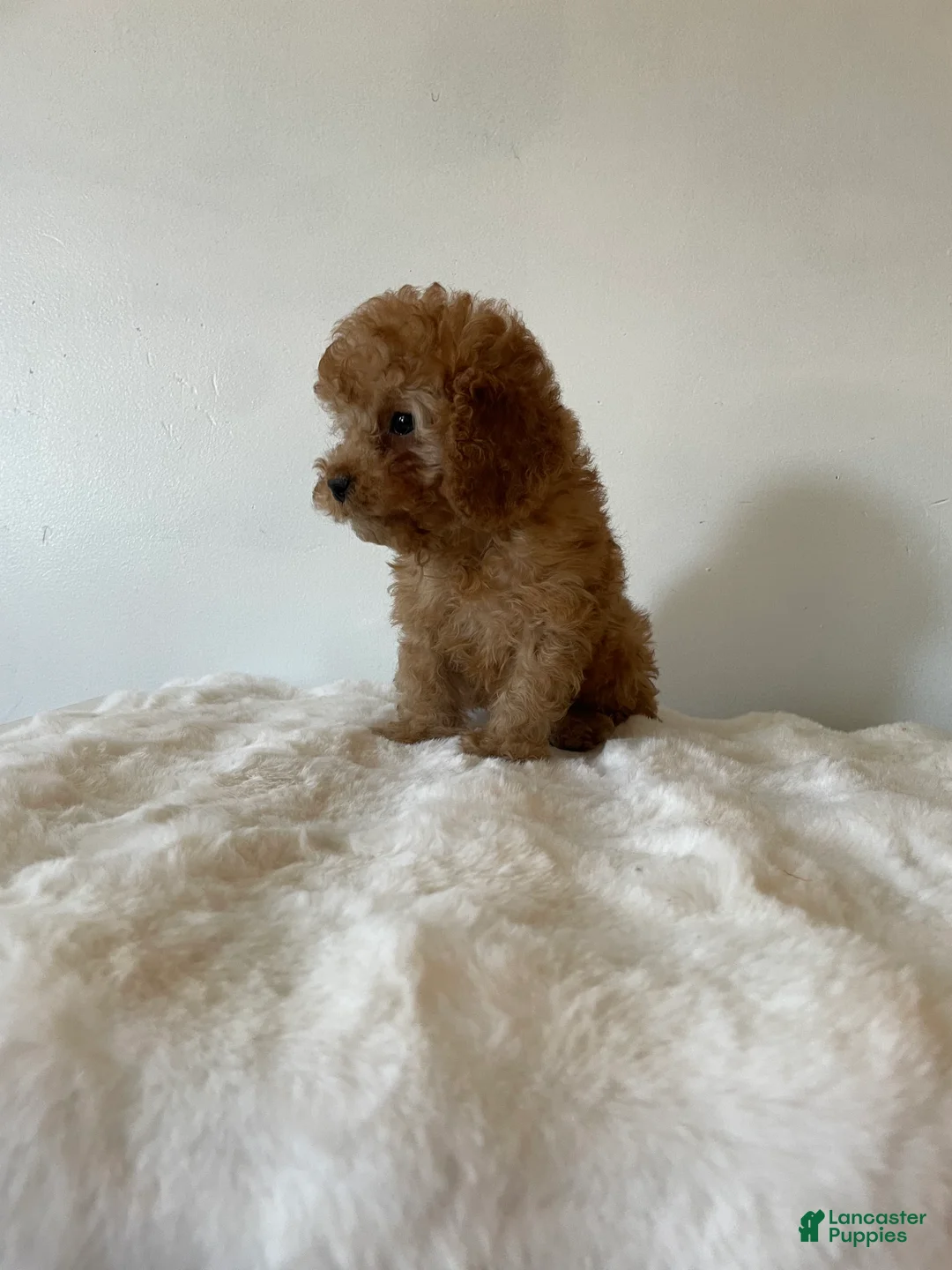 Toy Poodle dogs for sale: Muffin - Ad 2