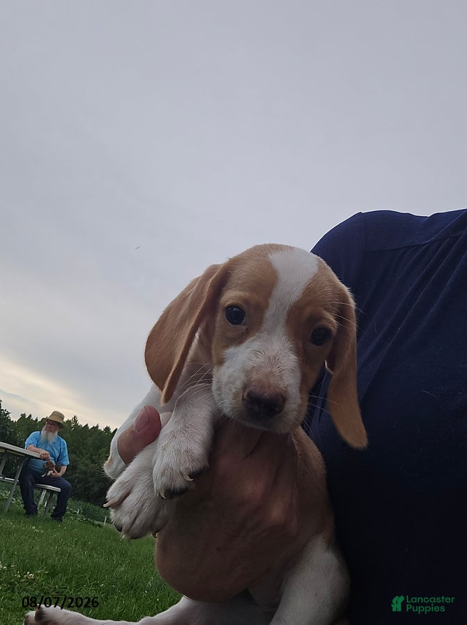 Beagle dogs Primrose - Ad 2