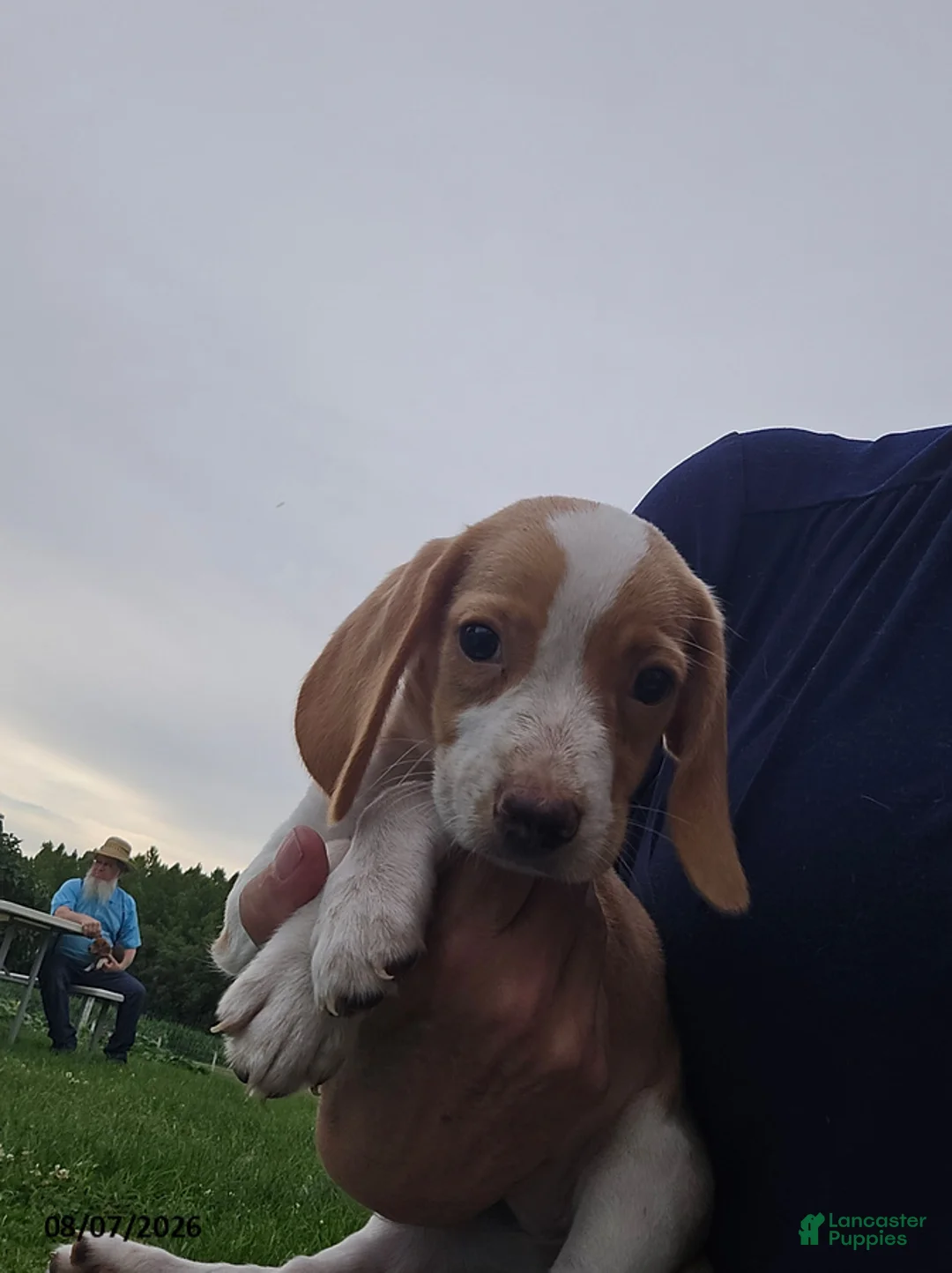 Beagle dogs for sale: Primrose - Ad 2