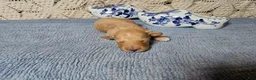 Mini Goldendoodle dogs for sale: Tarragon - Ad 3