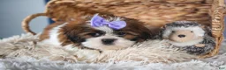 Shih Tzu dogs for sale: CHLOE - Ad 16
