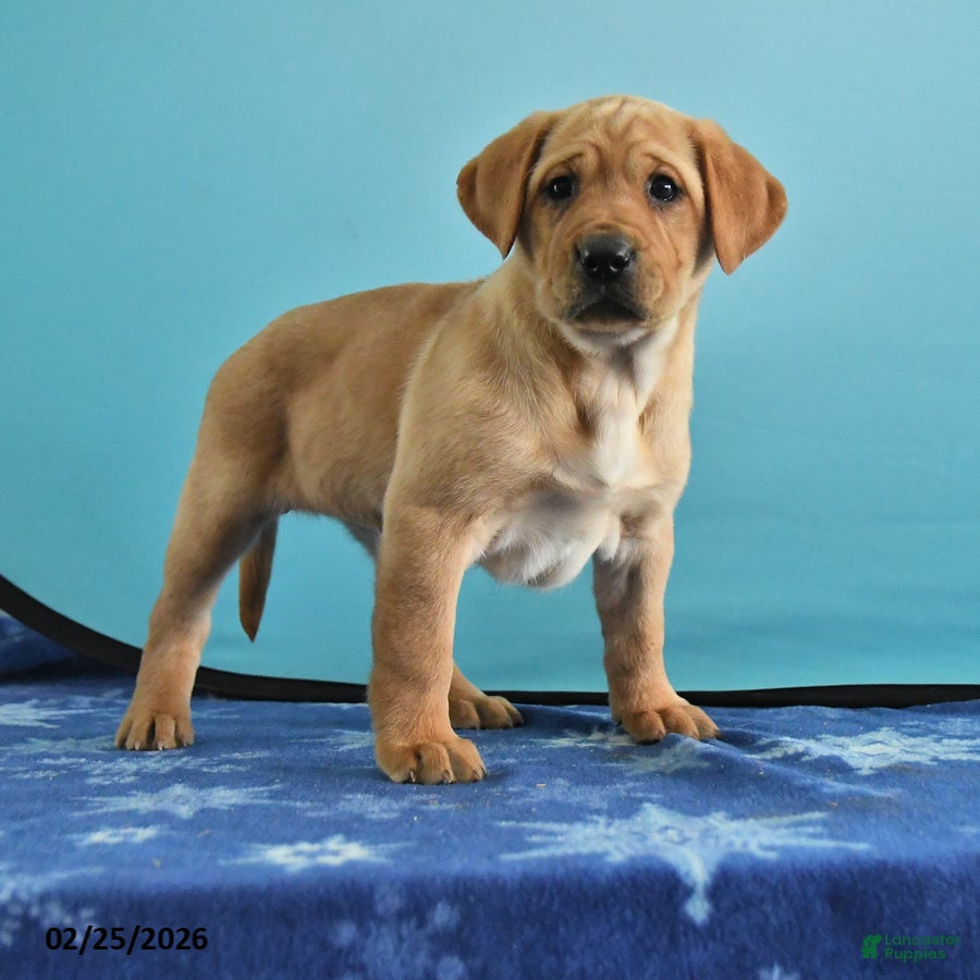 Labrador Retriever dogs Gaby - Ad 1