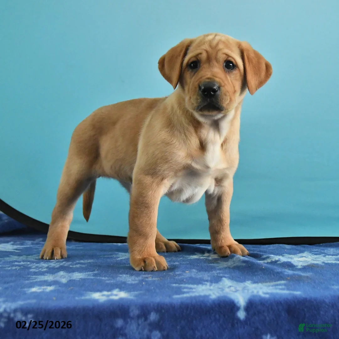 Labrador Retriever dogs for sale: Gaby - Ad 1