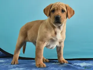 Labrador Retriever dogs for sale: Gaby - Ad 1