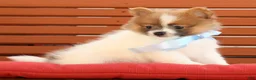 Pomeranian dogs for sale: Sawyer - Ad 4