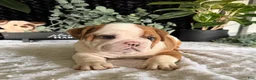 English Bulldog dogs for sale: Jake - Ad 7