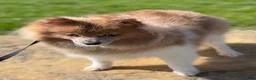 Pomeranian dogs for sale: Aca Pixie - Ad 7