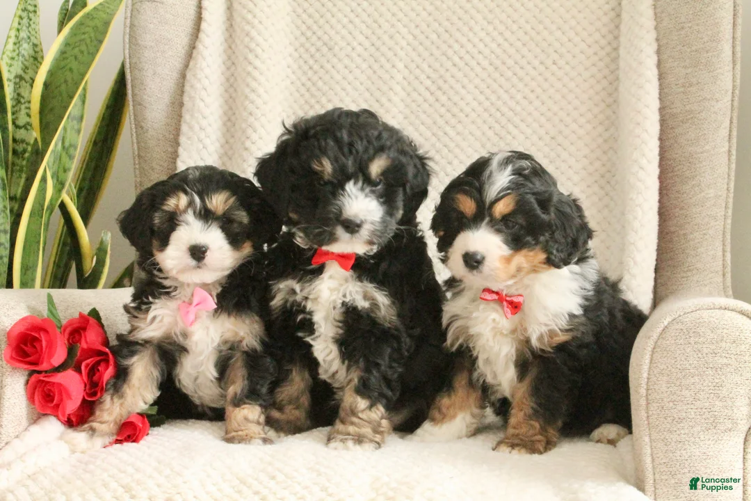 Mini Bernedoodle dogs for sale: Valentine - Ad 11