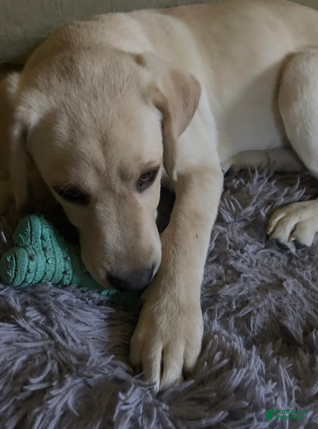 Golden Retriever dogs for sale: Golden Retriever Puppy 1 - Ad 1