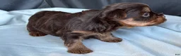 Yorkshire Terrier dogs for sale: Bruno - Ad 4