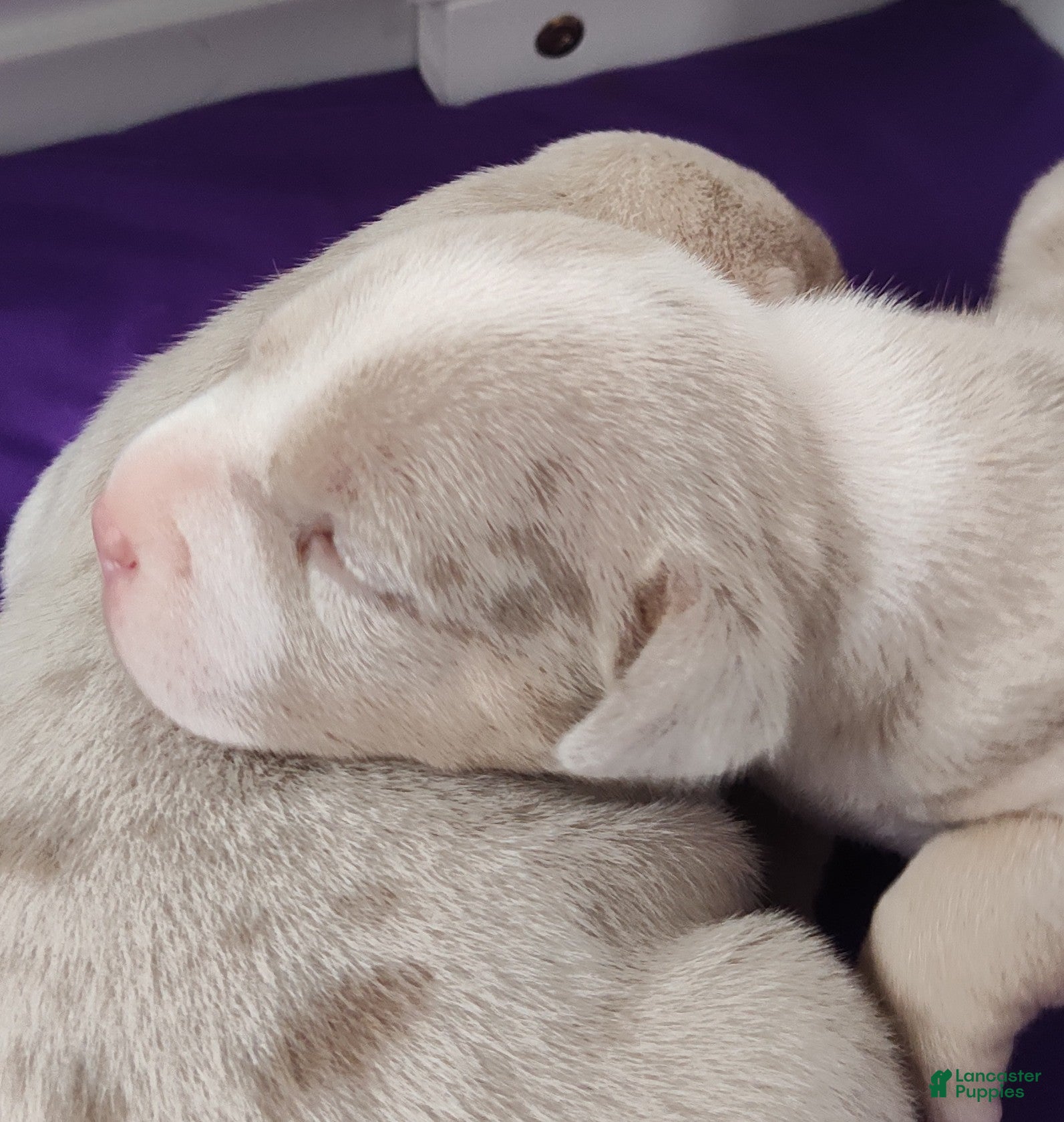 American Bully dogs Nash - Ad 1