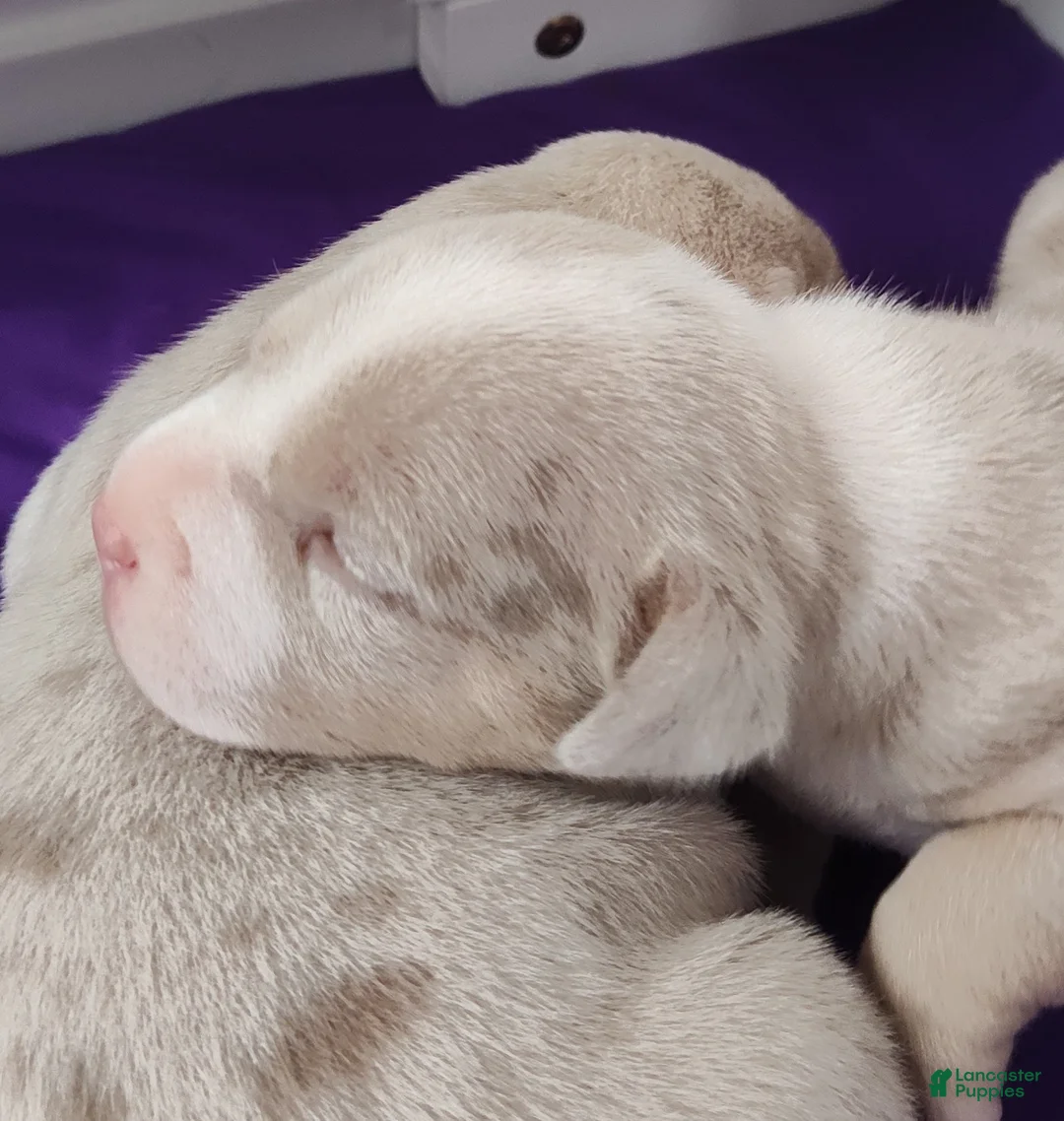 American Bully dogs for sale: Nash - Ad 1