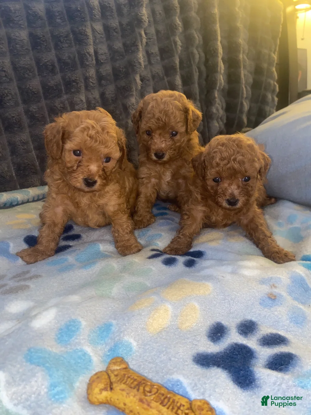 Toy Poodle dogs for sale: Toy Poodle 3 - Ad 1