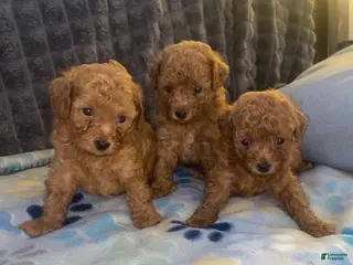 Toy Poodle dogs Toy Poodle 3 - Ad 19