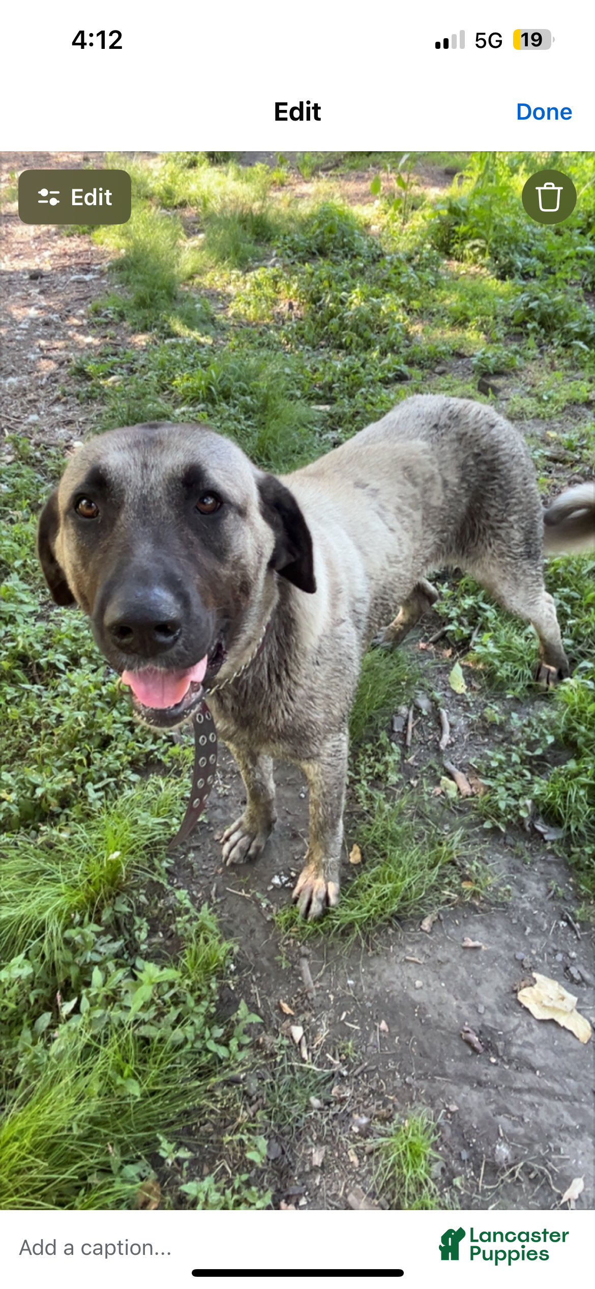 Anatolian Shepherd dogs Anatolian Shepherd 1 - Ad 7
