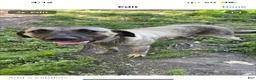 Anatolian Shepherd dogs for sale: Anatolian Shepherd 1 - Ad 1
