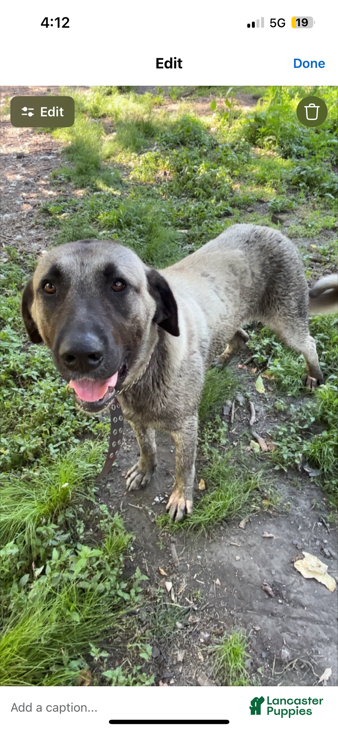 Anatolian Shepherd dogs for sale: Anatolian Shepherd 1 - Ad 1