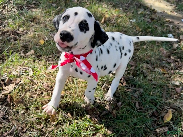 Dalmatian dogs for sale: Male 2 - Ad 1