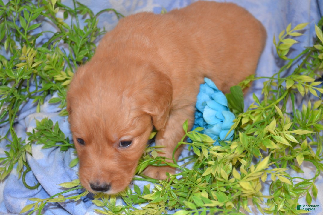 Golden Retriever dogs for sale: Akela - Ad 4