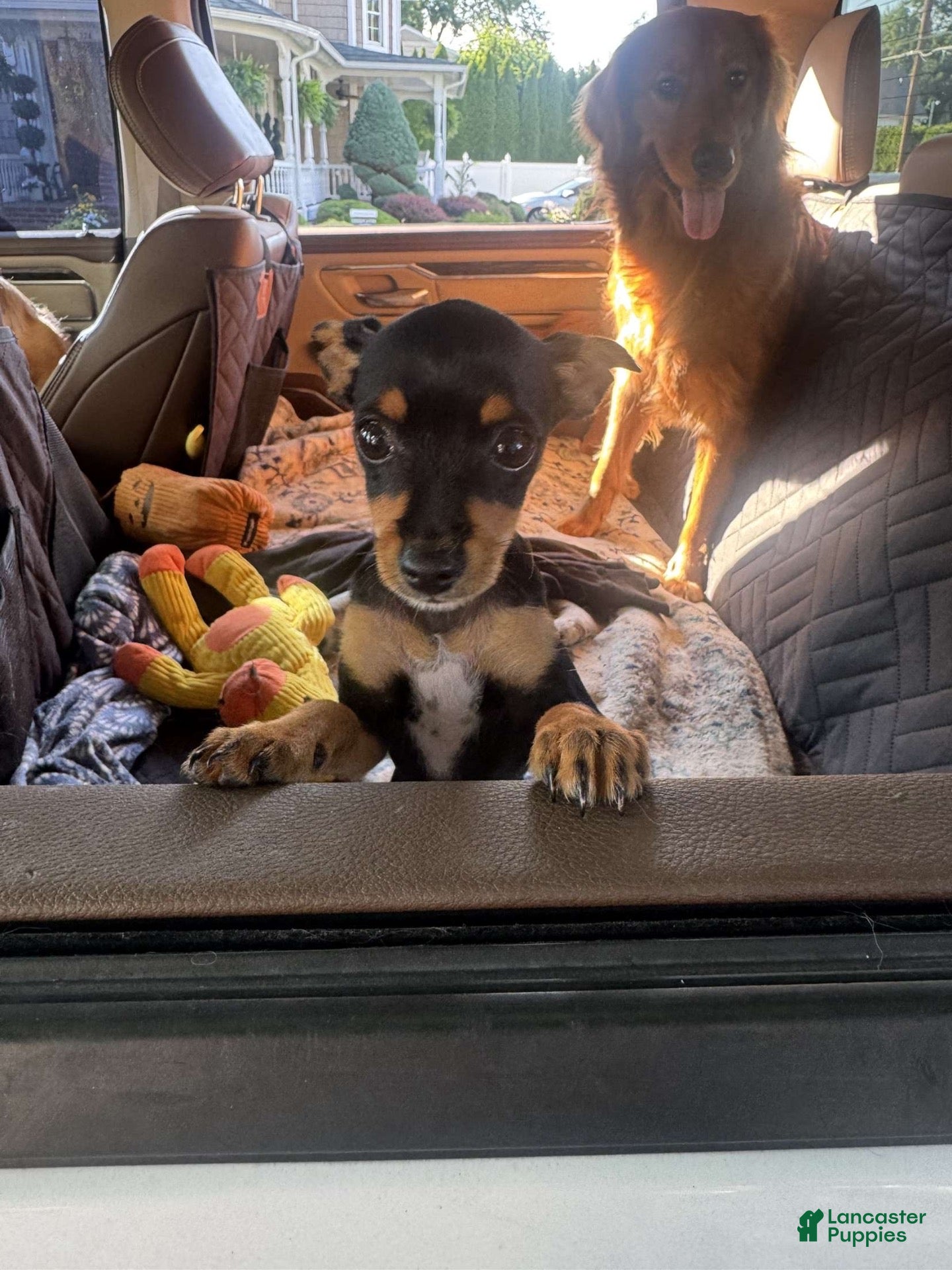 Chorkie