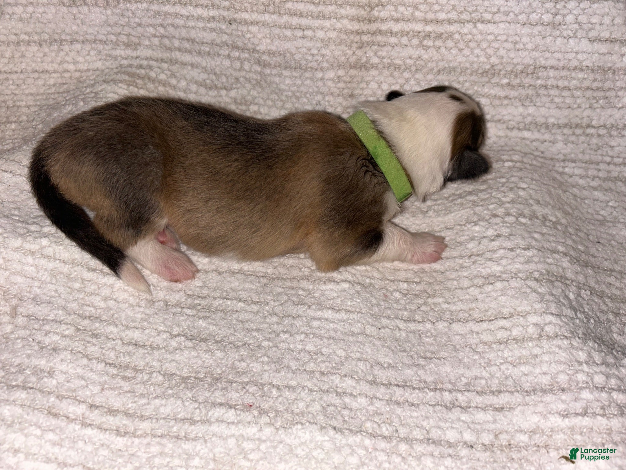 Collie dogs Ace - Ad 2