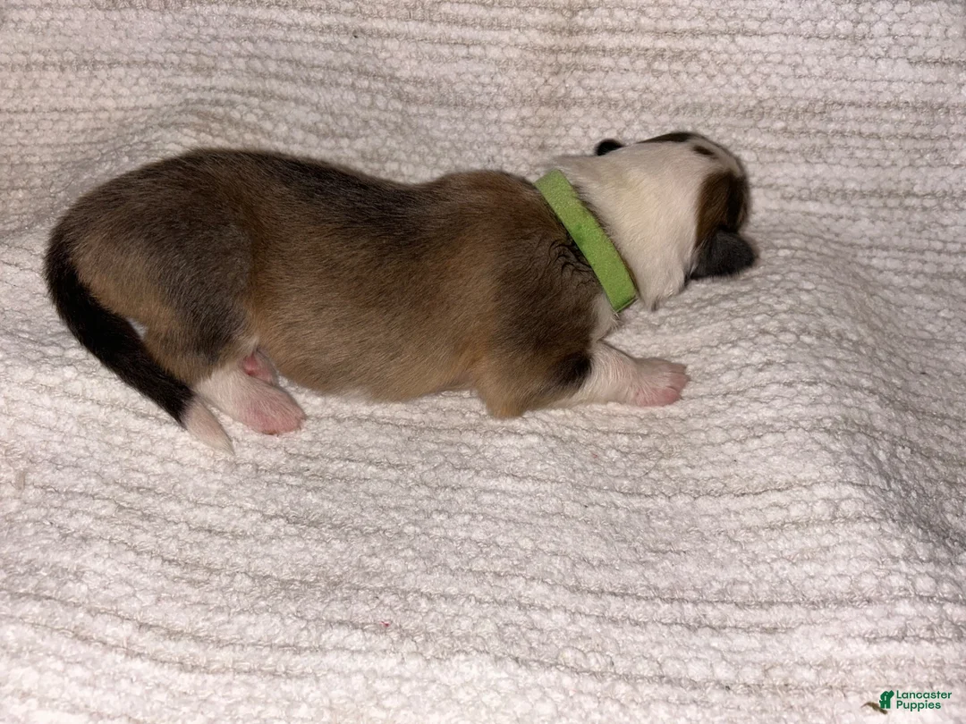 Collie dogs for sale: Ace - Ad 2