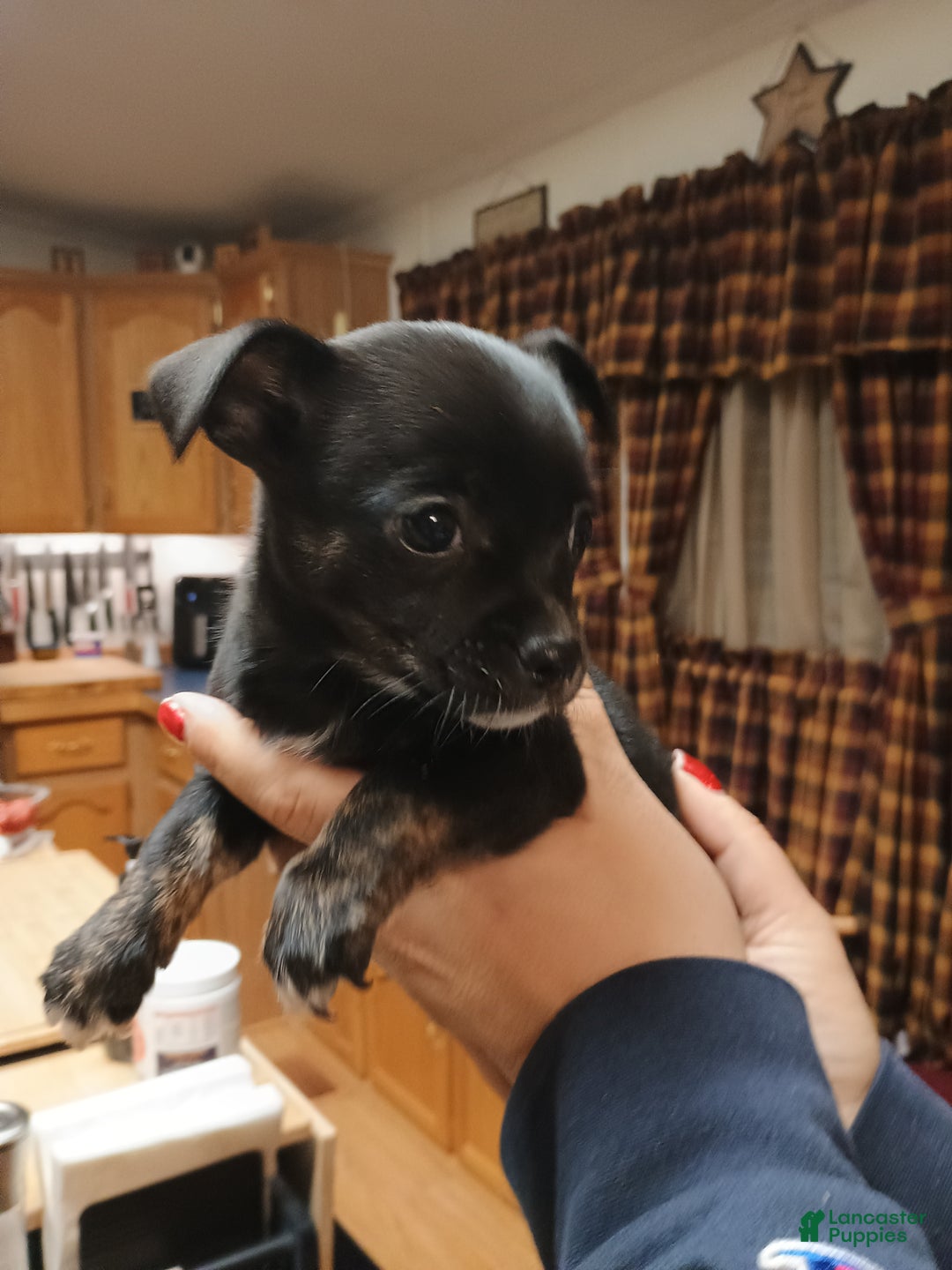 Chihuahua dogs for sale: Sable - Ad 2