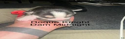 Siberian Husky dogs for sale: Roque Knight - Ad 3