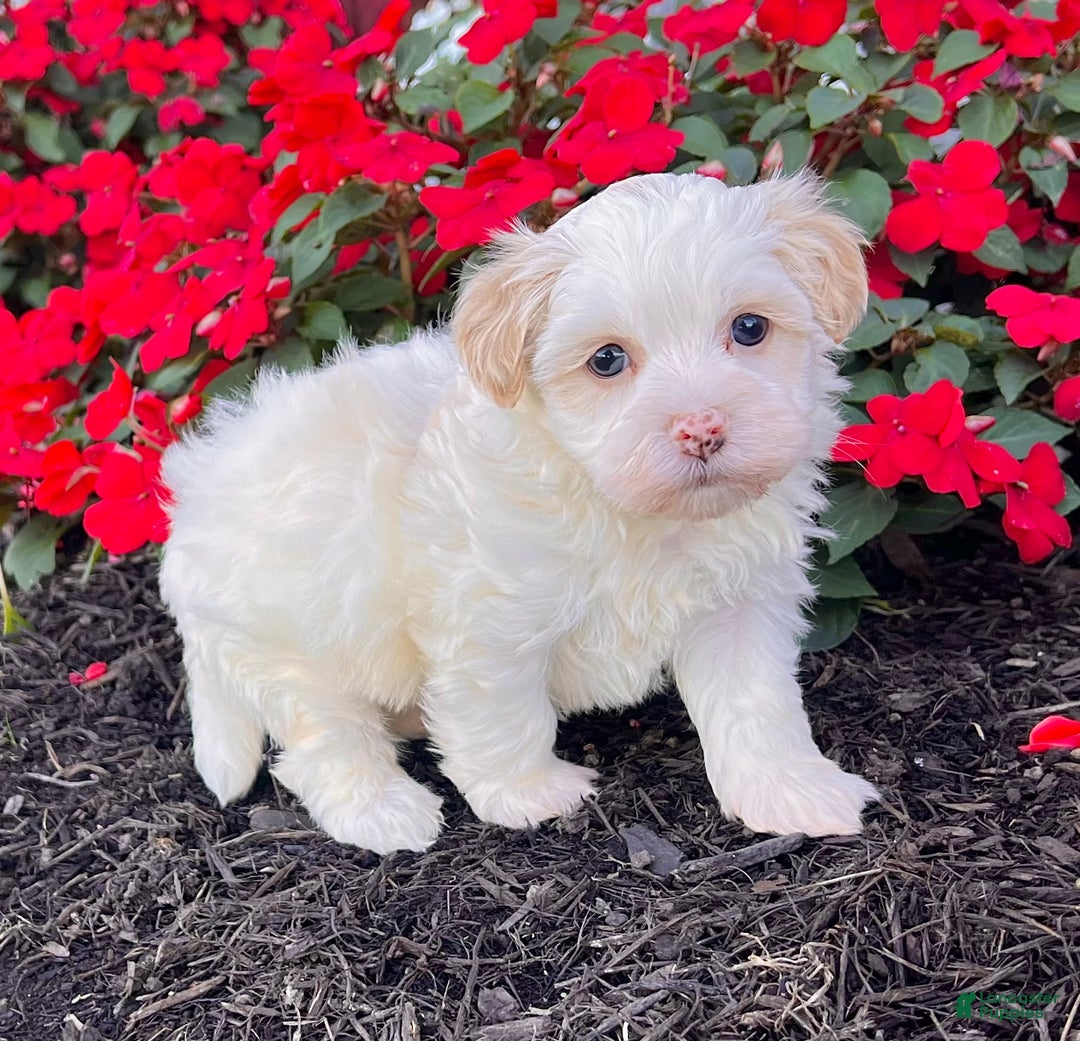Havanese dogs for sale: Dixie - Ad 6
