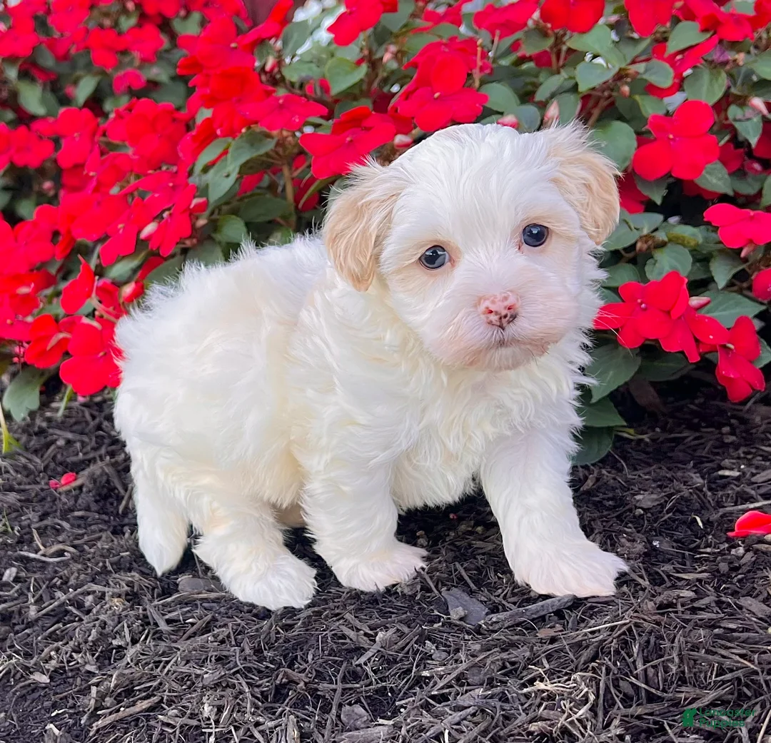 Havanese dogs for sale: Dixie - Ad 6