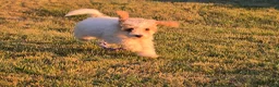 Cavapoo dogs for sale: Cardamom  - Ad 17