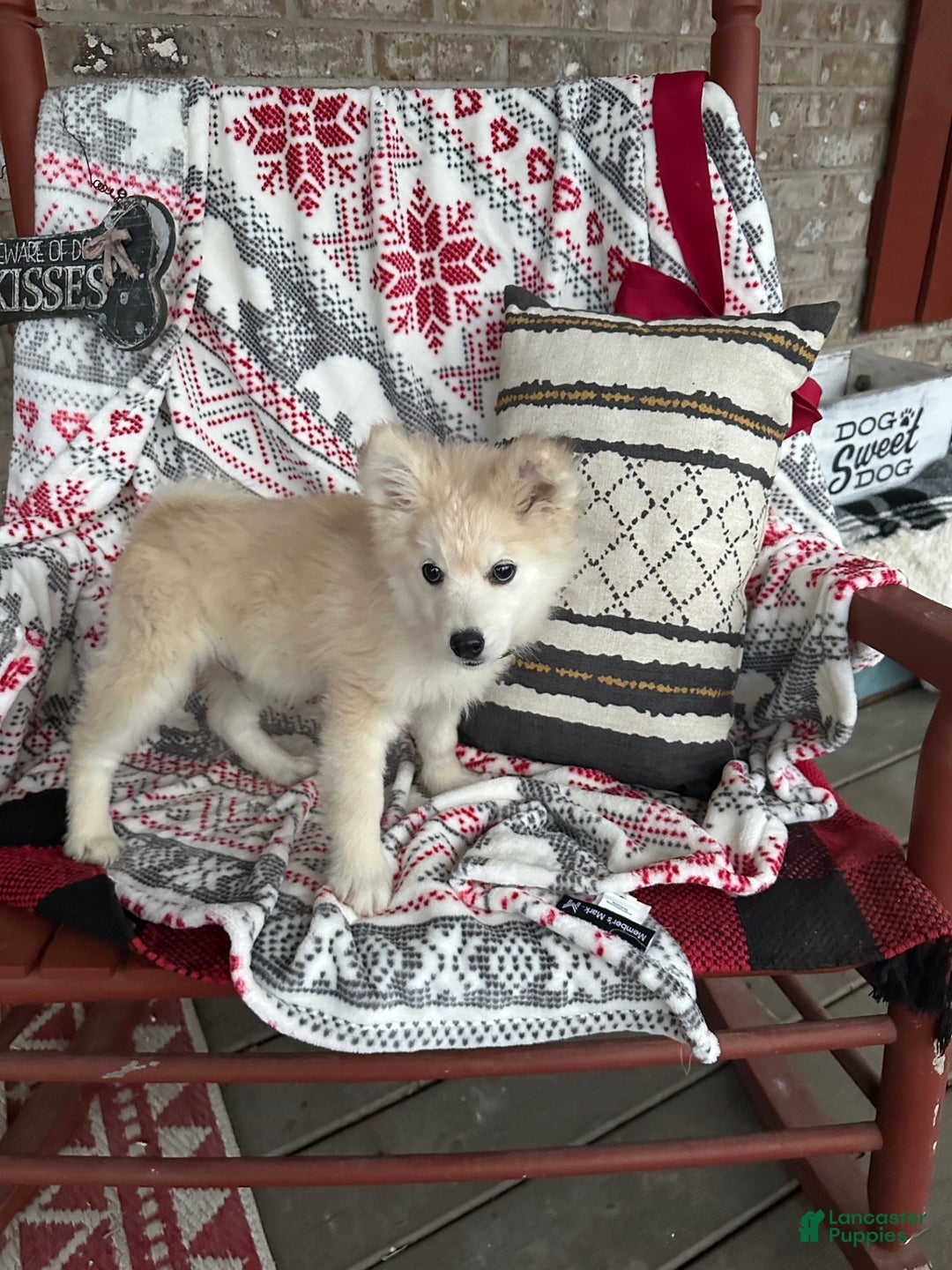 Pomsky dogs for sale: Connor - Ad 2