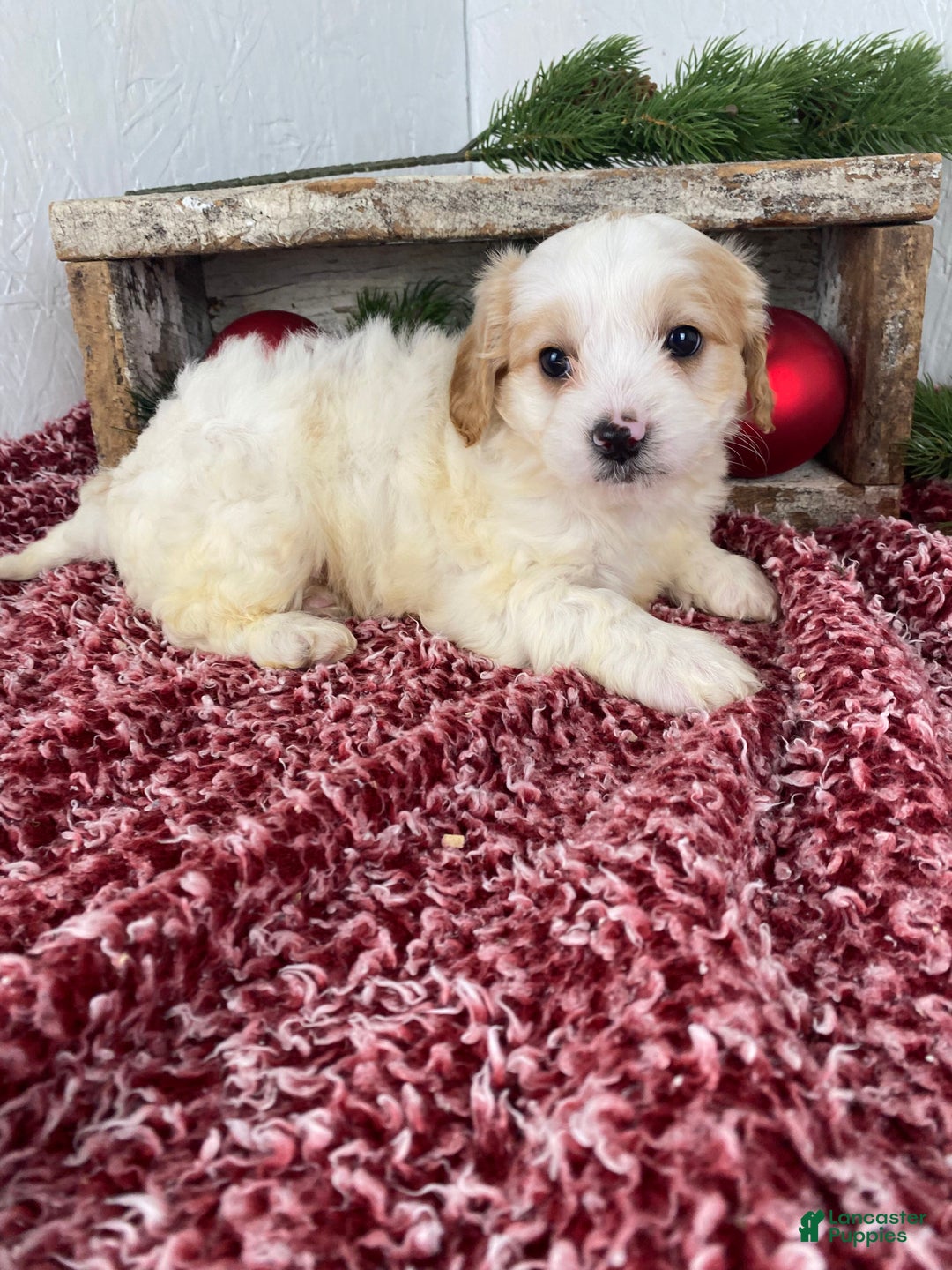 Cockapoo dogs for sale: Ace - Ad 4