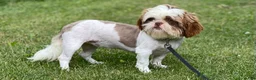Shihpoo dogs for sale: Blue eyed Billy - Ad 6