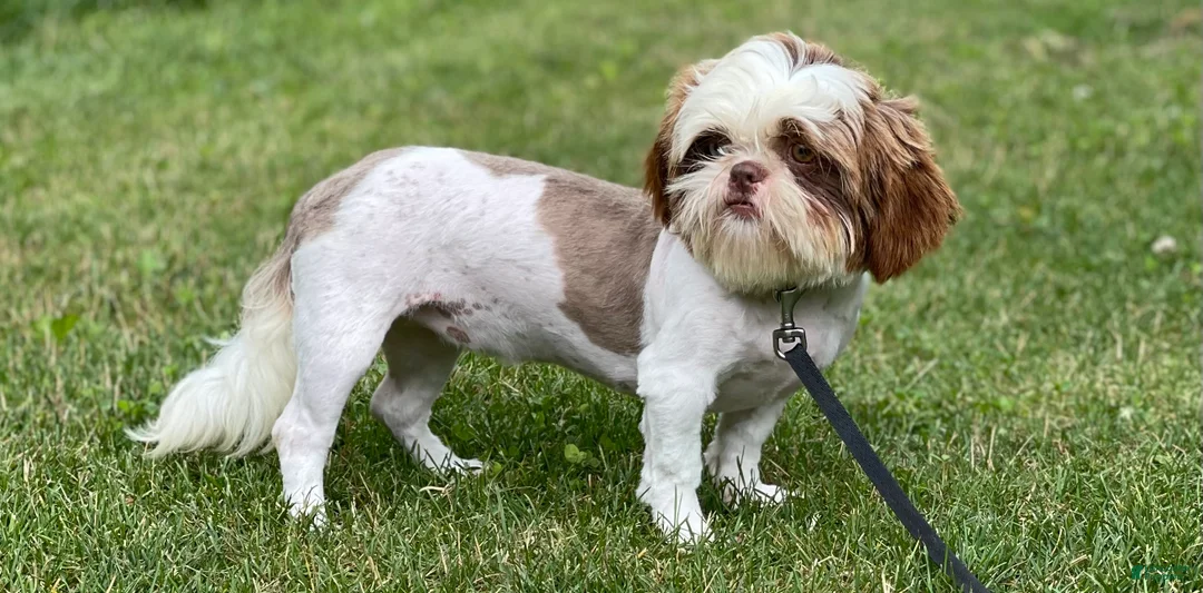 Shihpoo dogs for sale: Blue eyed Billy - Ad 6