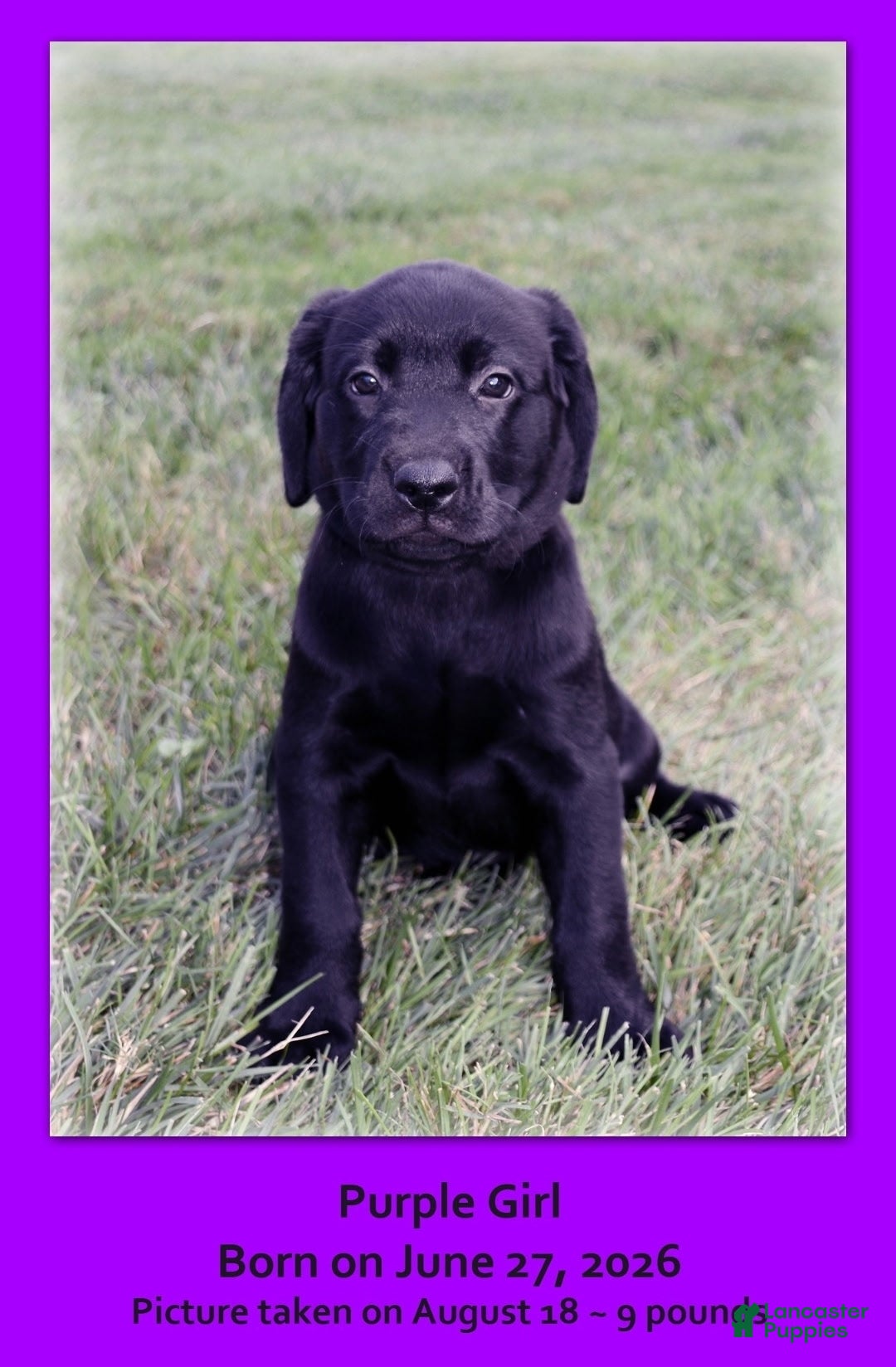 Goldador dogs Goldador 4 - Ad 1