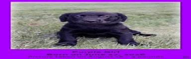 Goldador 4