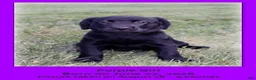 Goldador dogs for sale: Goldador 4 - Ad 1