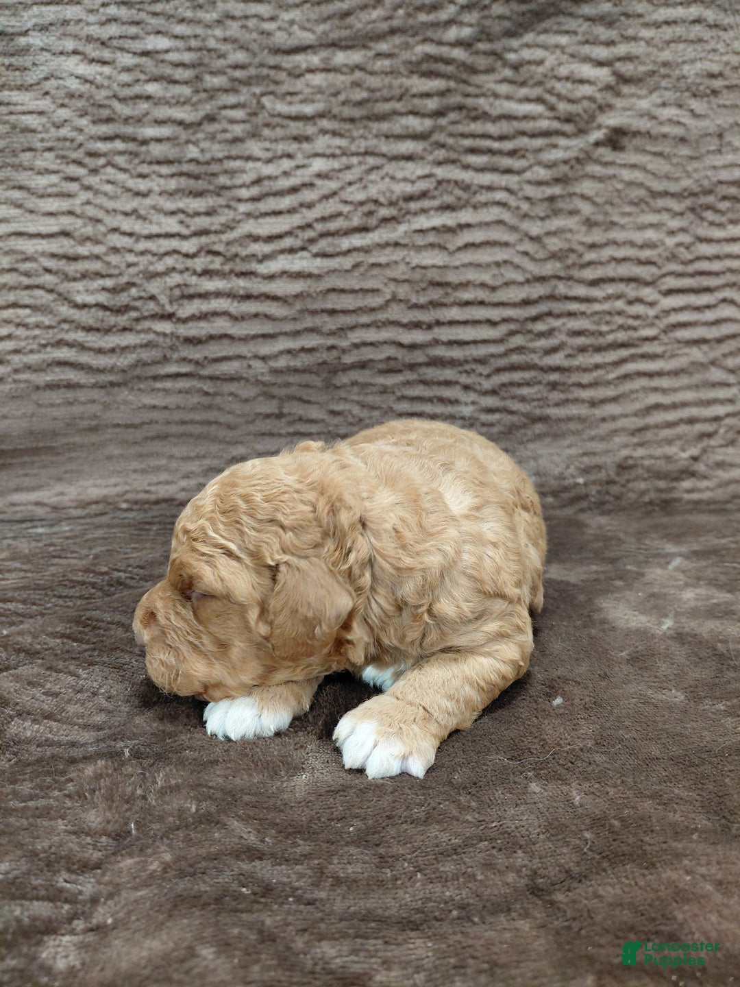 Mini Bernedoodle dogs for sale: Alex - Ad 4