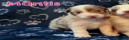 Australian Shepherd dogs for sale: Mantis - Ad 5