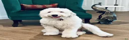 Old English Sheepdog dogs for sale: Sally - Ad 5